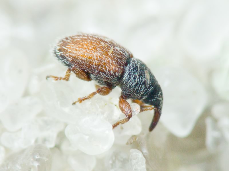 Mecinus pascuorum (Gyllenhal, 1813)